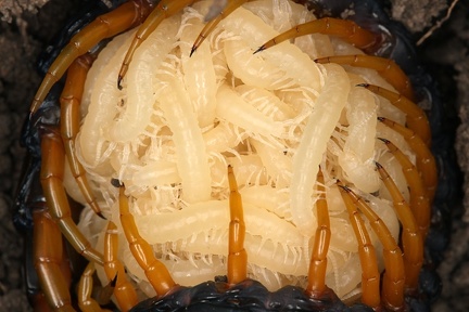 Scolopendra cingulata  Europ  ischer Riesenl  ufer 1 2v
