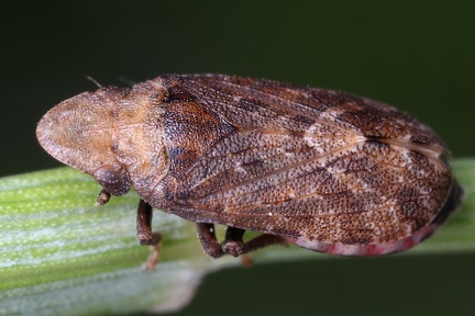 Tettigometra macrocephala 1 2