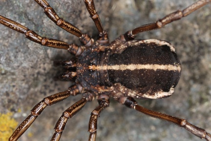 Zacheus crista 4 2