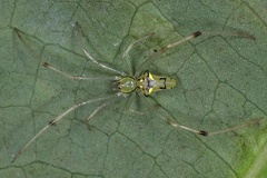 Araneae 1 2
