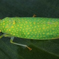 Cicadellinae 4 2