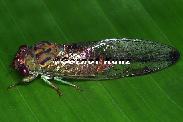 Cicadidae  Singzikade W1 2