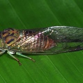 Cicadidae  Singzikade W1 2