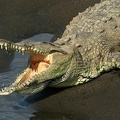 Crocodylus acutus  Spitzkrokodil 7 2