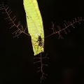 Entomophager Pilz 5 2