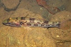 Gobiomorus maculatus cf6 2