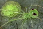 Happy face spider cf  Theridiidae 1 2