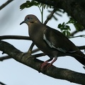 IMG 8985 2