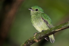 Manakin W7 2