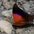 Marpesia iole 2 2