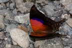 Marpesia iole 2 2