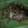Pentatomidae 3 2