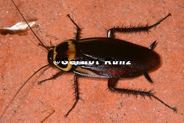 Periplaneta australasiae Cucaracha 9 2