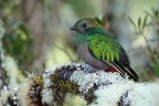 Pharomachrus mocinno  Quetzal W5 3