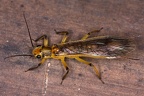 Plecoptera 3 2