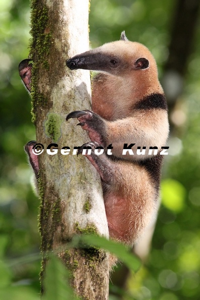 Tamandua_mexicana__Northern_Tamandua__Tamandua_mexicana_2_2.jpg