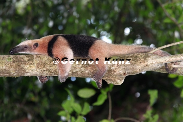Tamandua_mexicana__Northern_Tamandua__Tamandua_mexicana_9_2.jpg