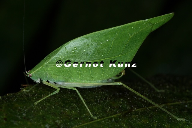 Tettigoniidae 6 2