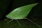 Tettigoniidae 6 2
