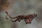 Uloboridae 1 2