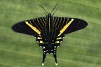 Urania fulgens  Colipato Verde  Green Urania 4 2