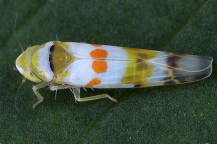 Zyginama sp  M3 2