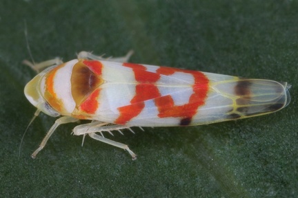 Zyginama sp  W7 2