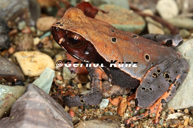 Bufo_haematiticus__Smooth-skinned_toad_1_2.jpg