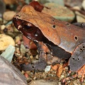 Bufo haematiticus  Smooth-skinned toad 1 2