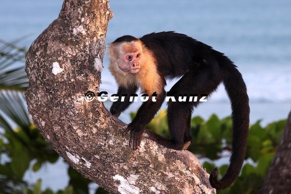Cebus capucinus  Weissgesichtkapuzineraffe 8 3