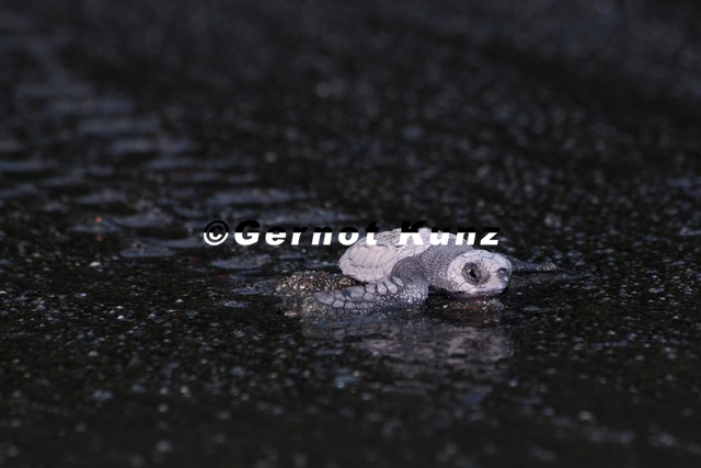Leptochelis_olivacea__Olive_Riddle_Turtle__Lora_1_2.jpg