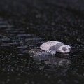 Leptochelis olivacea  Olive Riddle Turtle  Lora 1 2