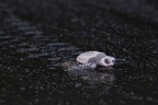 Leptochelis olivacea  Olive Riddle Turtle  Lora 1 2