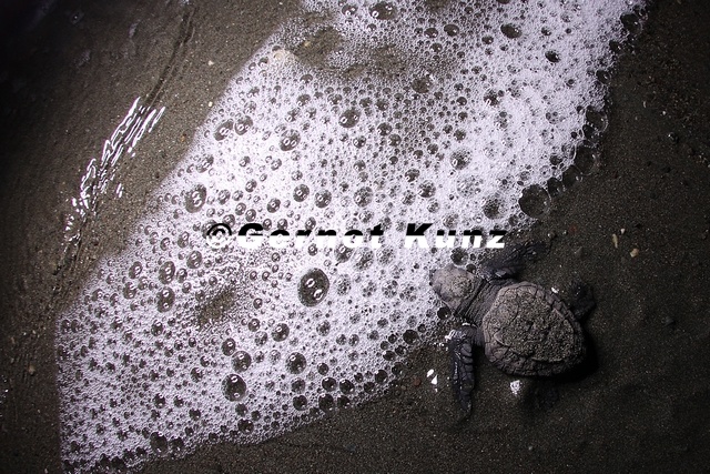 Leptochelis_olivacea__Olive_Riddle_Turtle__Lora_8_2.jpg