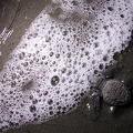 Leptochelis olivacea  Olive Riddle Turtle  Lora 8 2