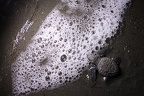 Leptochelis olivacea  Olive Riddle Turtle  Lora 8 2