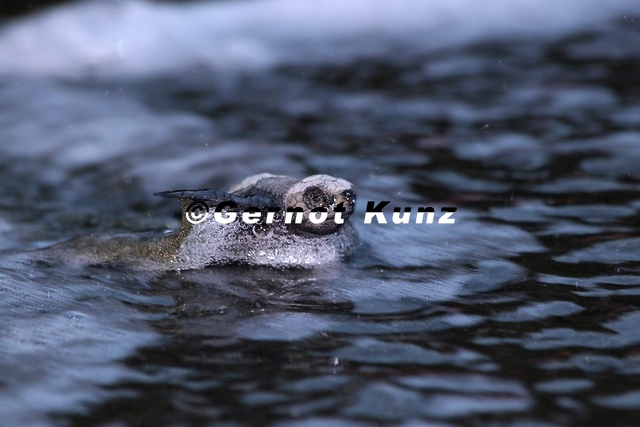 Leptochelis_olivacea__Olive_Riddle_Turtle__Lora_9_2.jpg