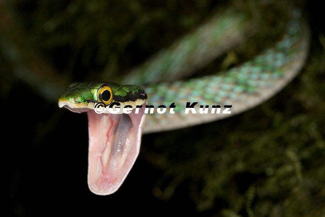 Leptophis_cf__riveti_2_2.jpg