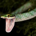 Leptophis cf  riveti 2 2