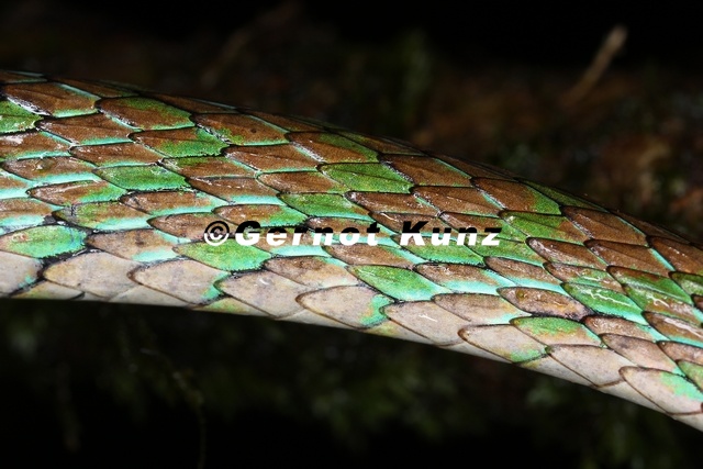 Leptophis_cf__riveti_3_2.jpg