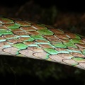 Leptophis cf  riveti 3 2