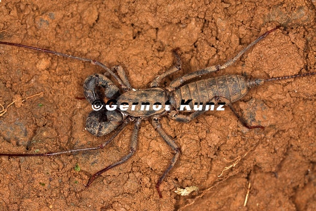Mastigoproctus_nana_4_2.jpg