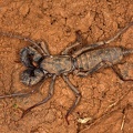 Mastigoproctus nana 4 2