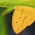 Phoebis argante  orange 1 2
