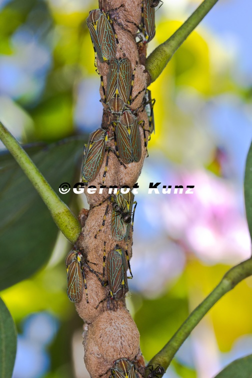 Aetalion reticulatum  Aetalionidae  Aetalioninae 8v