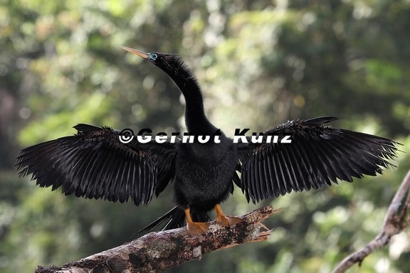 Anhinga anhinga  Anhinga  Schlangenhalsvogel 1 2