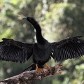 Anhinga anhinga  Anhinga  Schlangenhalsvogel 1 2