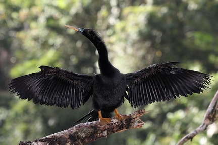 Anhinga anhinga  Anhinga  Schlangenhalsvogel 1 2