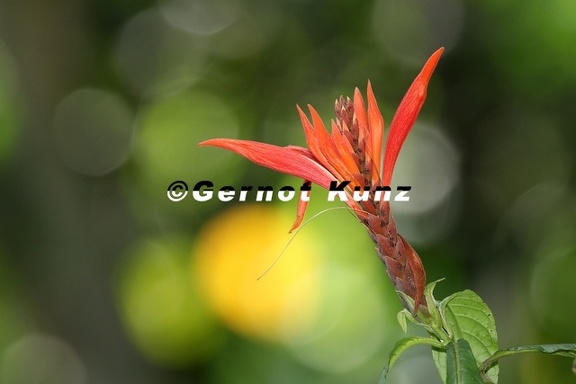 Aphelandra golfodulcensis6 2