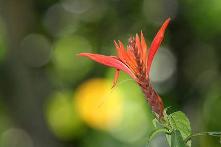 Aphelandra golfodulcensis6 2